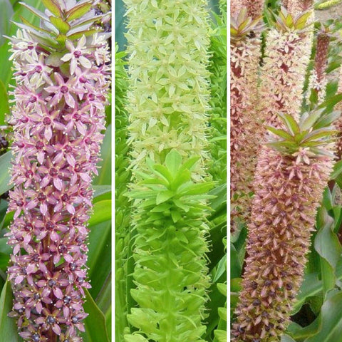 Learn How to Grow Eucomis (Pineapple Lilies) from Easy to Grow! – Easy To Grow Bulbs