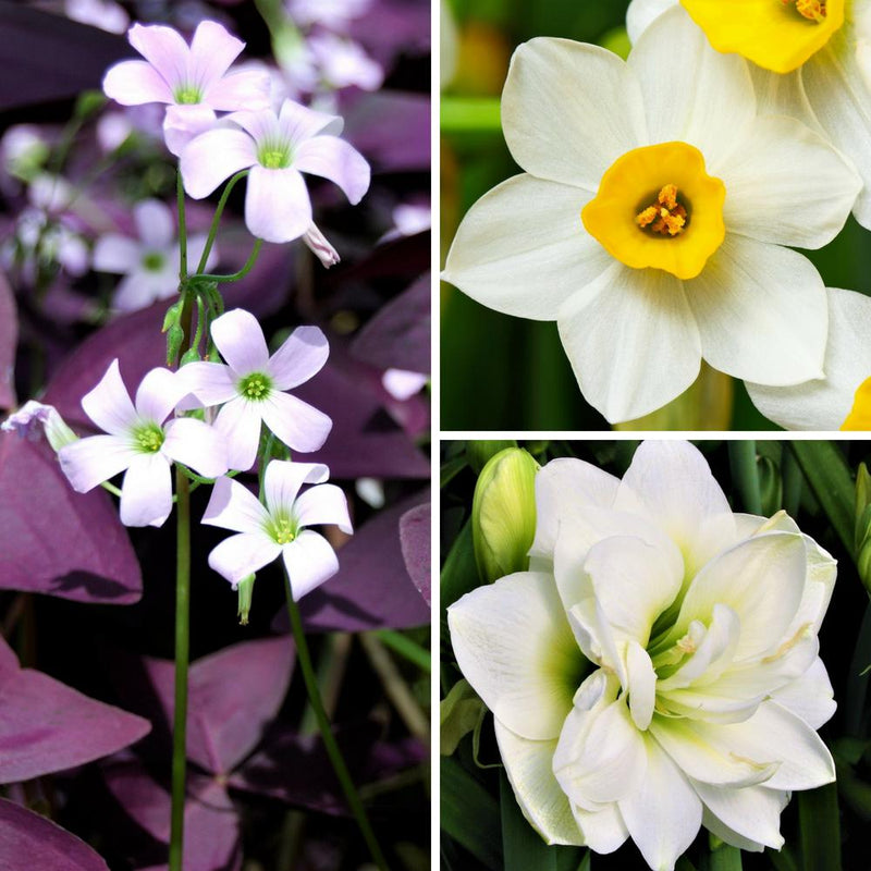 A Collage of Oxalis, Amaryllis, and Paperwhite Blooms