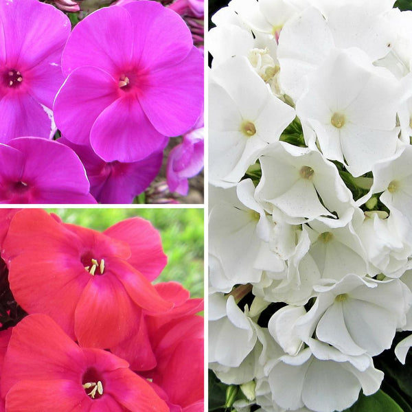 Phlox Planting Guide Easy To Grow Bulbs
