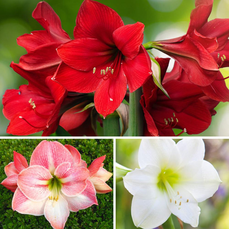 A Collage of Red, White & Multicolor Amaryllis
