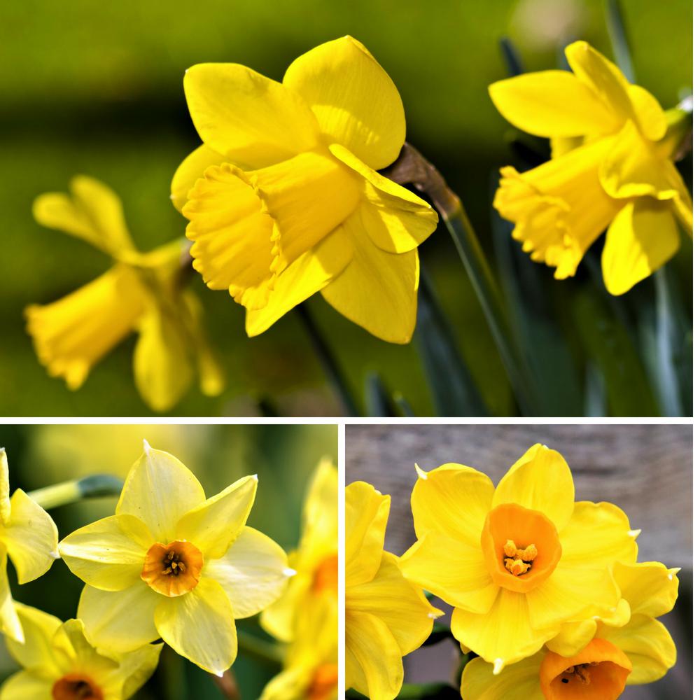 Mixed Narcissus Bulbs For Sale Gulf Coast Daffodil Collection Easy mixed-narcissus-bulbs-for-sale-gulf-coast-daffodil-collection-easy