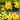 A Collage of Yellow Narcissus Varieties