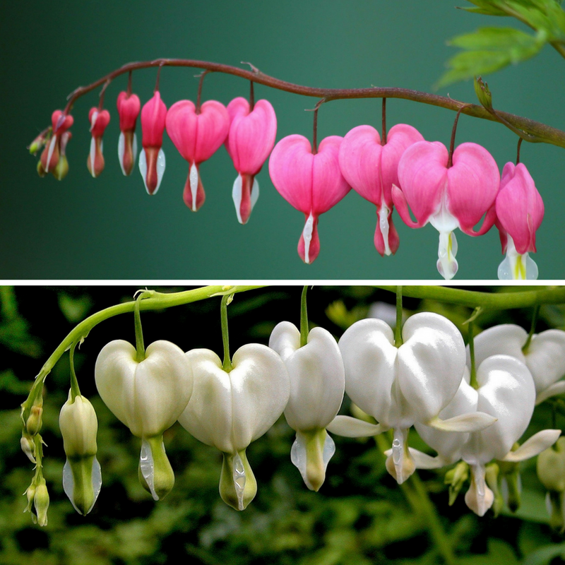 A Striking contrast of pink and white Dicentra