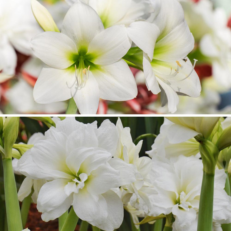 White Single and Double-Flowering Amaryllis Blooms