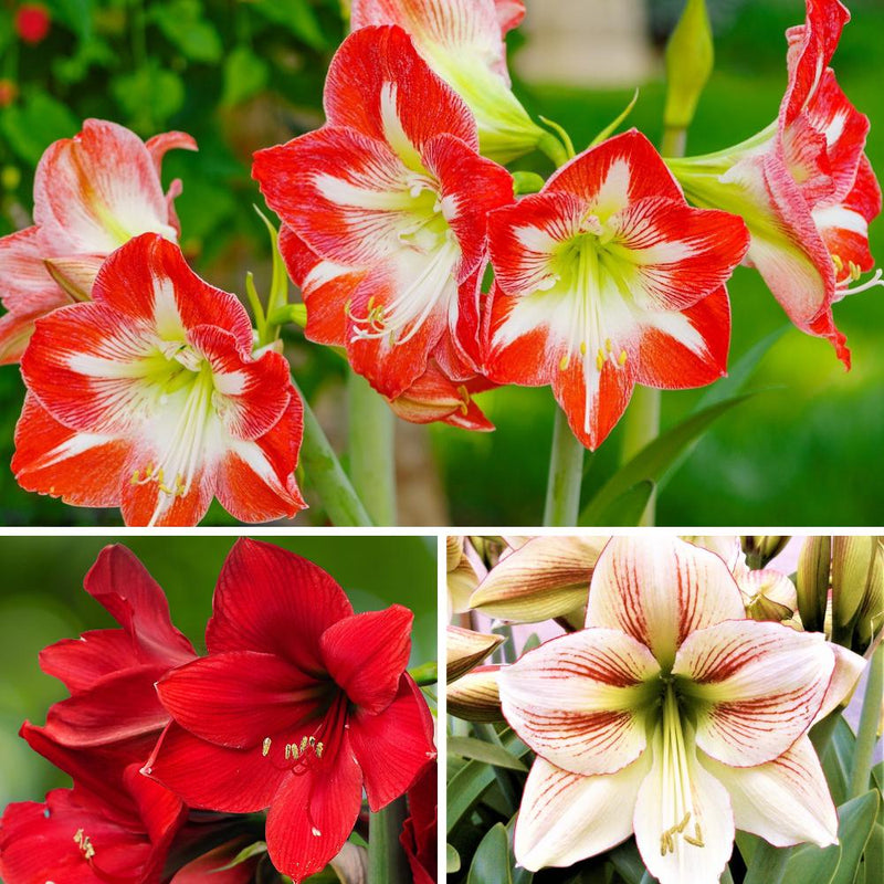 A Collage of Mixed Red & White Amaryllis