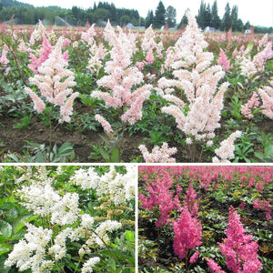 A Collage of White and Pink Astilbe