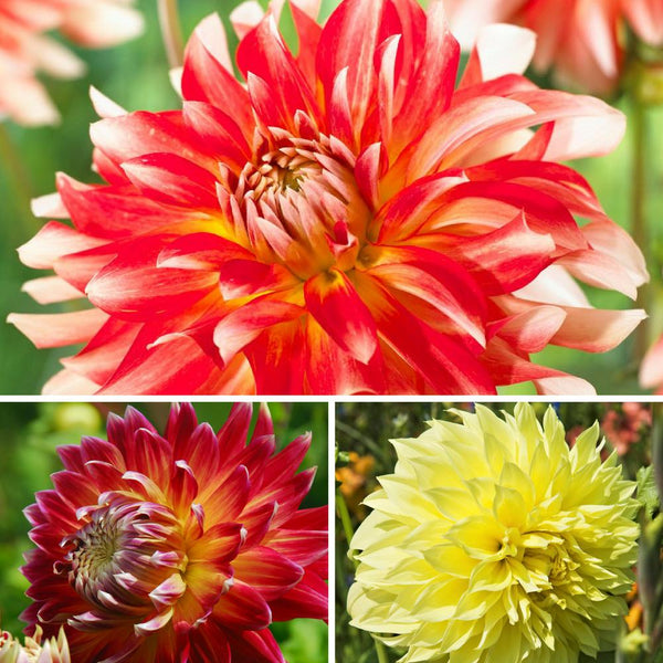 Dahlia Bulbs For Sale Easy To Grow Bulbs Page 2