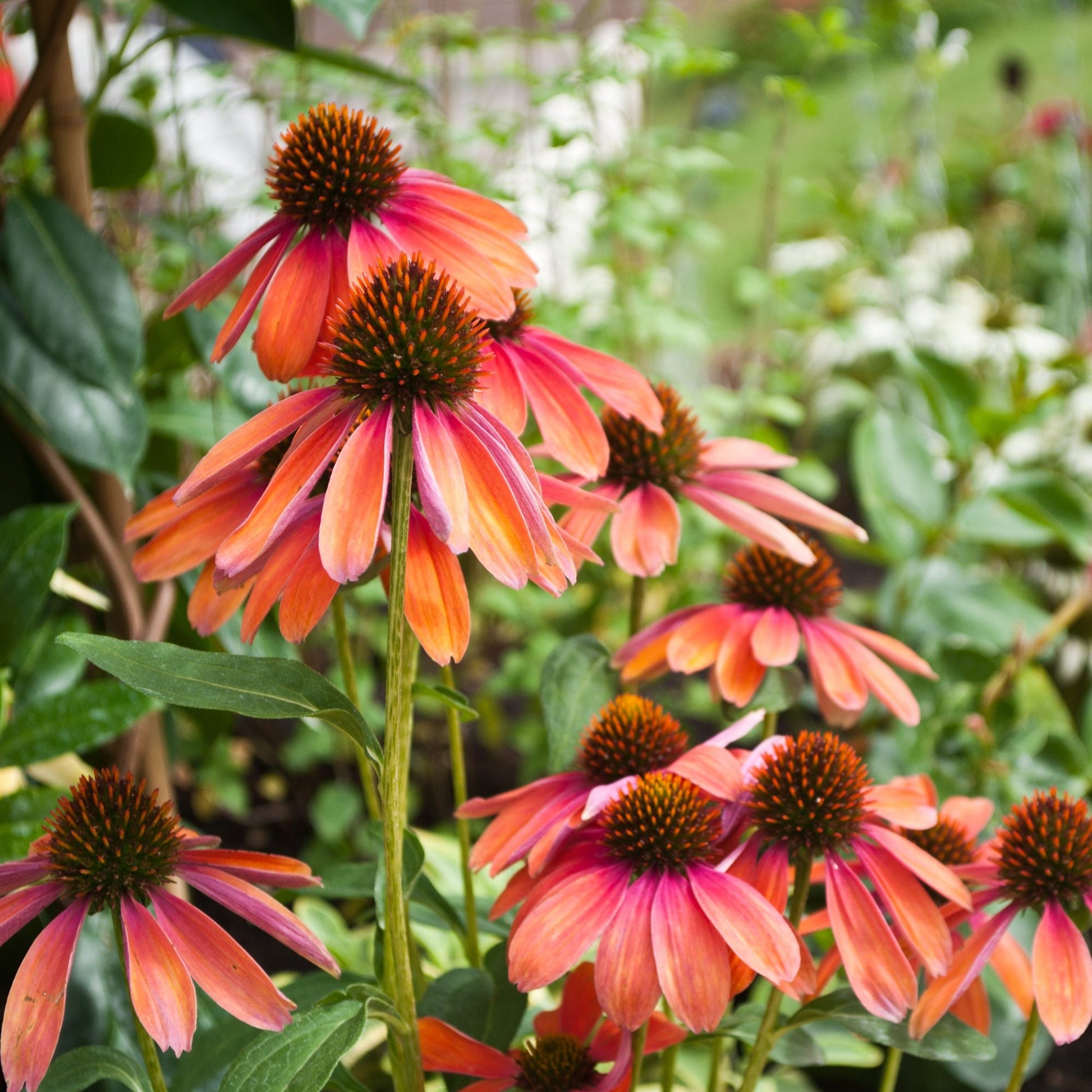 echinacea indoor plant Easy to Grow Bulbs Echinacea