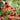 multicolor echinacea cheyenne spirit