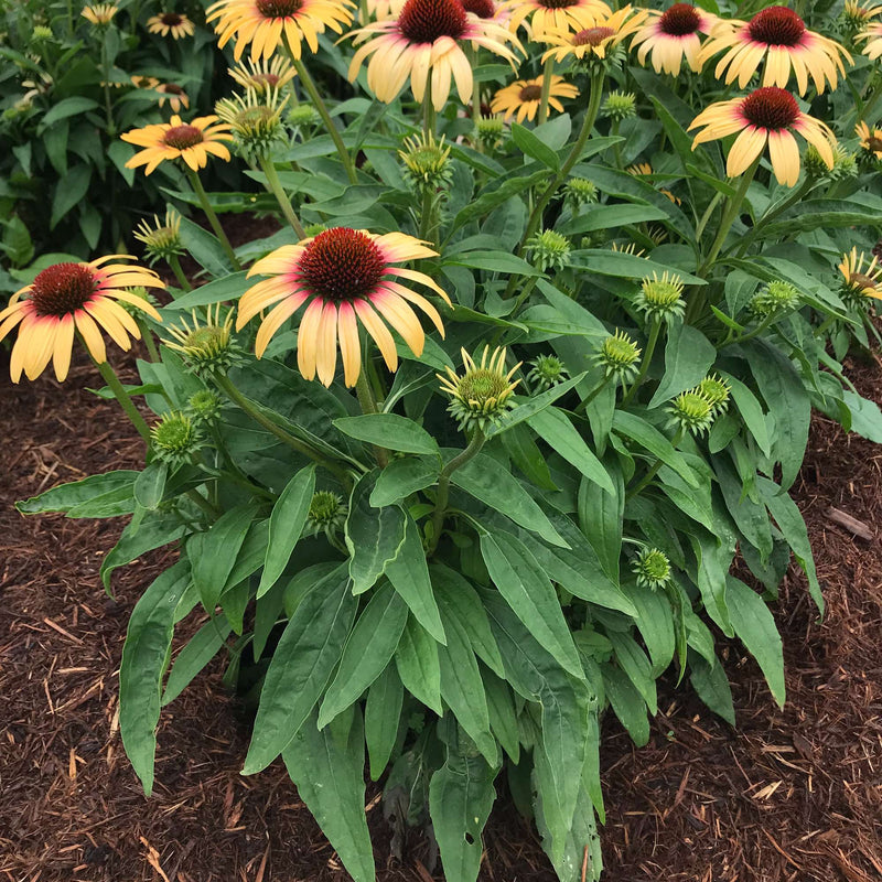 Echinacea Strawberry Mango has Yellow petals with pink halo surround a dark red cone