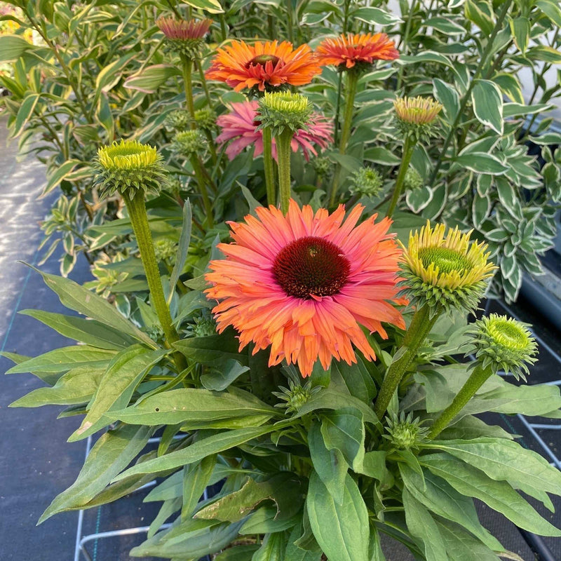 SunSeekers Rainbow has young yellow petals mature to shades of pink and orange surround a dark red cone