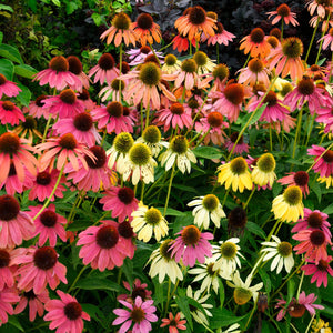 echinacea coneflower mixed color blooms