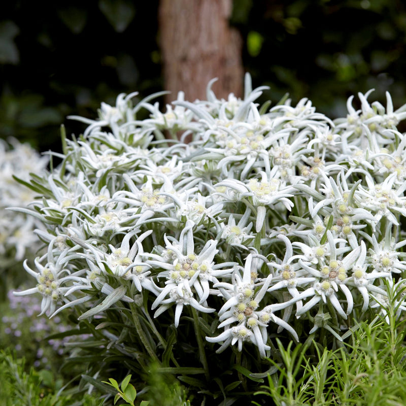 Edelweiss Blossom of the Snow - White starry flowers