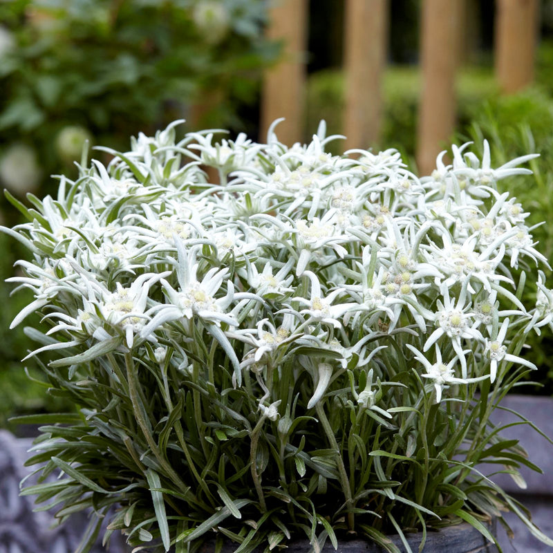 Edelweiss Blossom of the Snow - White starry flowers