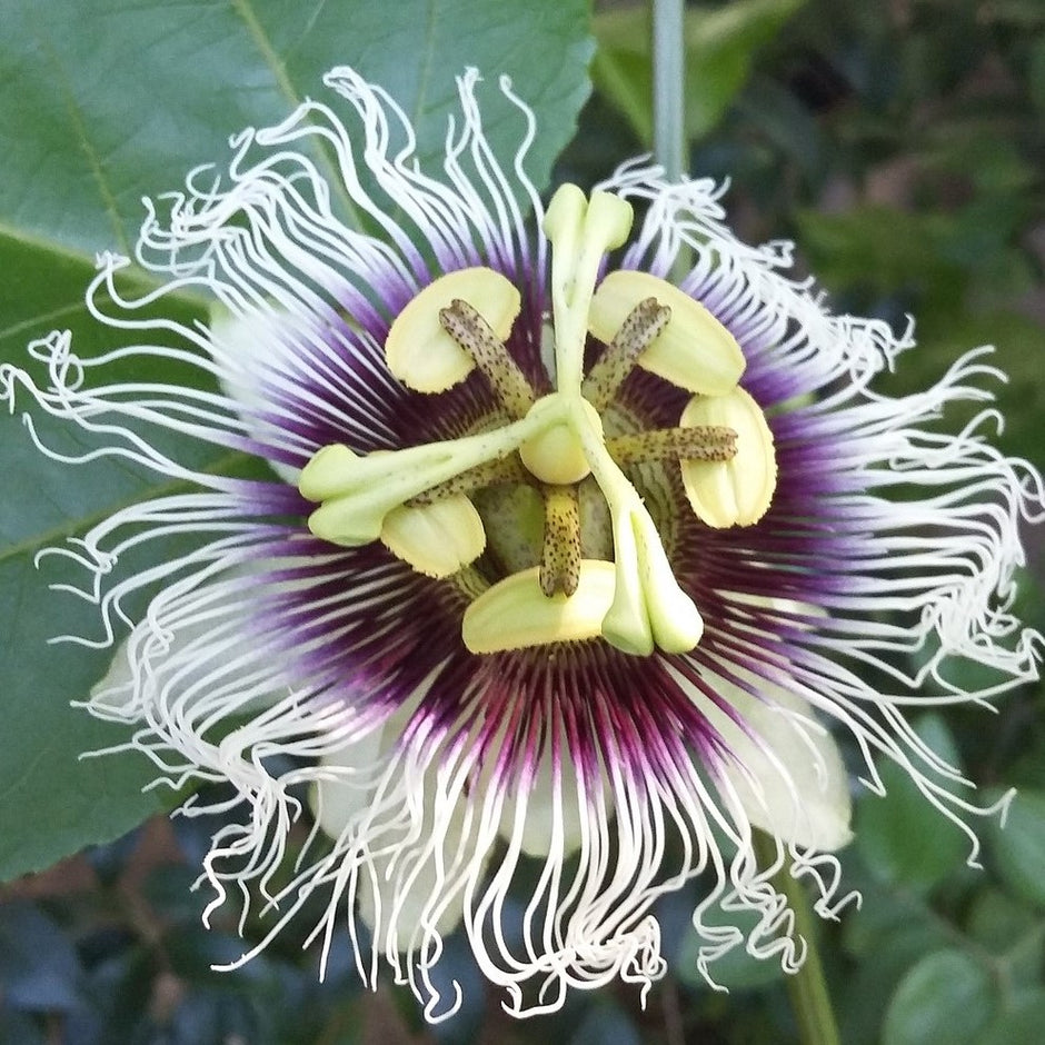 Passion Flower Plants for Sale Easy to Grow™ Easy To Grow Bulbs