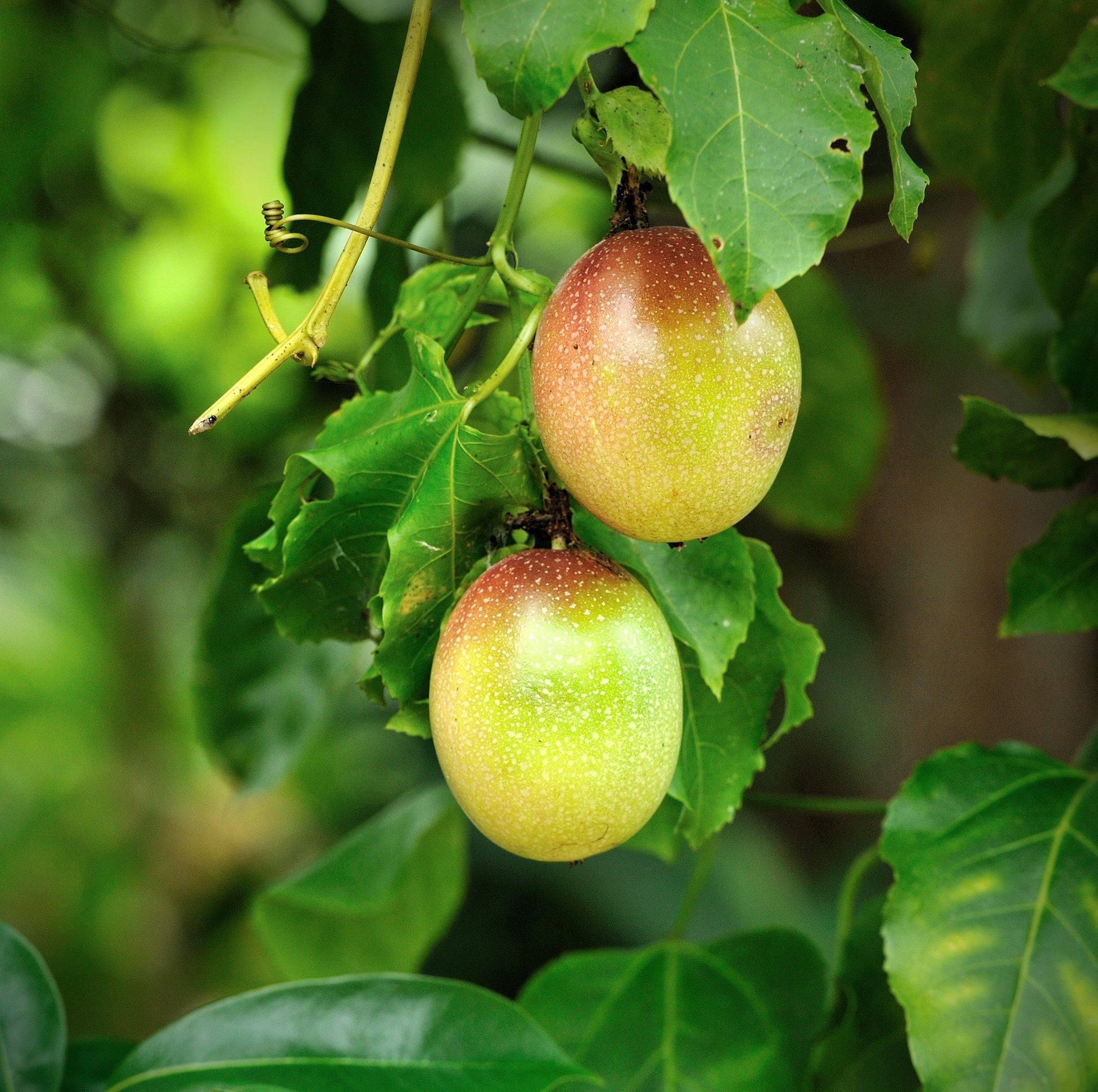 passion flower seeds edible Easy to Grow Bulbs Passiflora