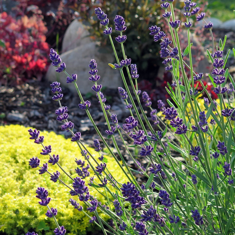 Munstead lavender flowers