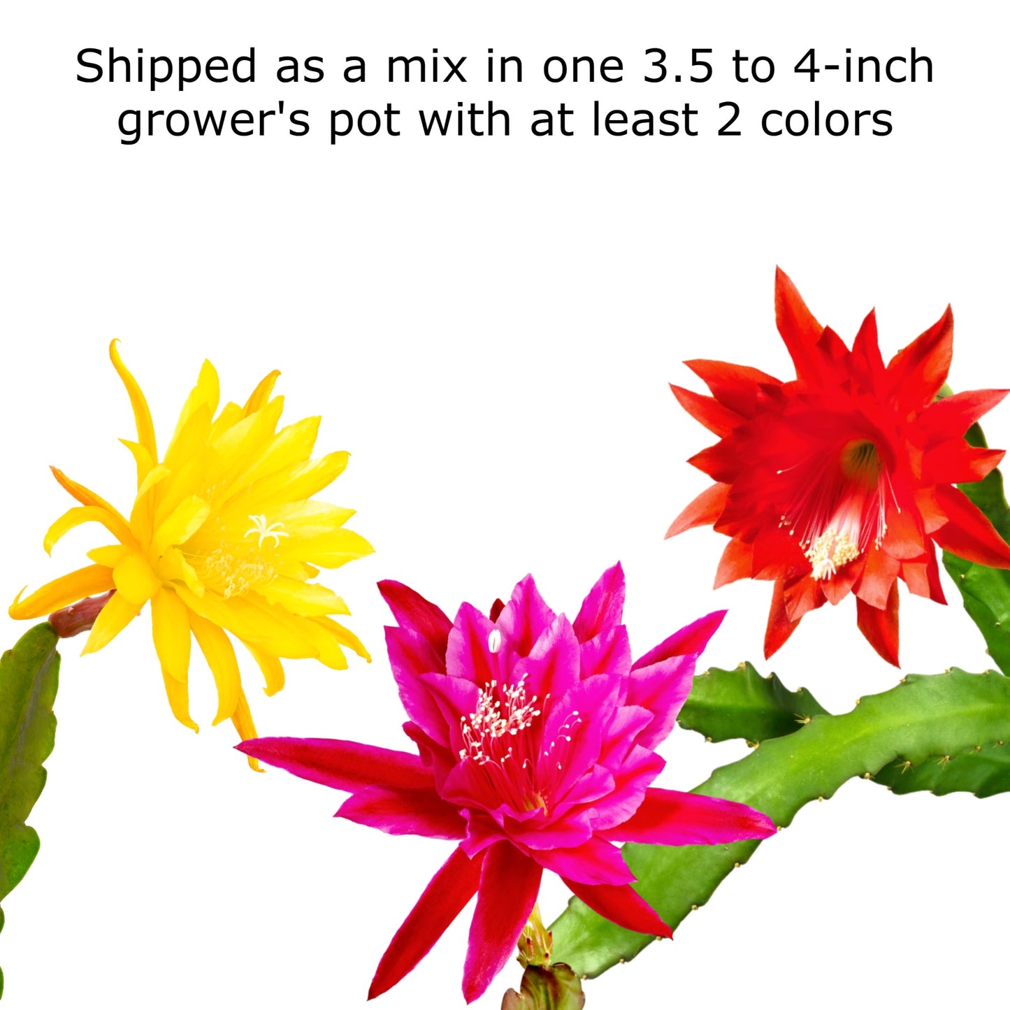 epiphyllum potting mix Epiphyllum