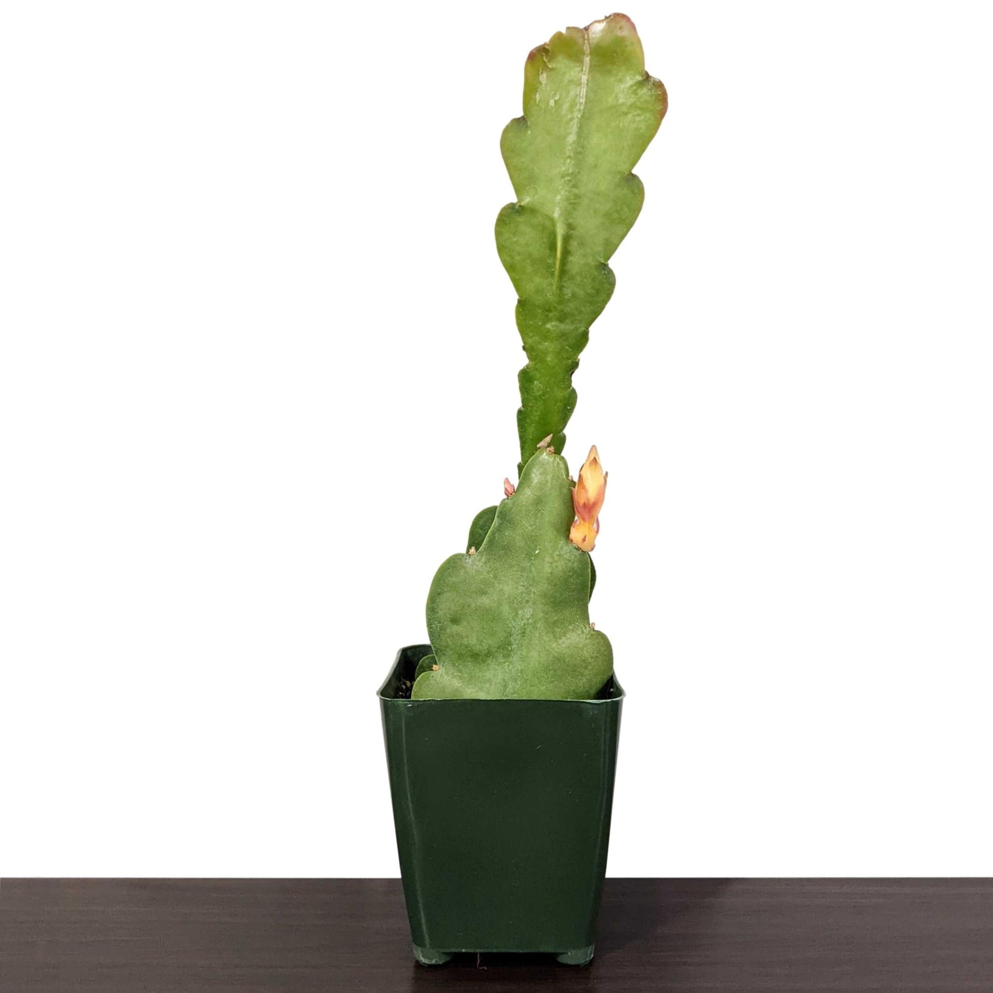 orchid cactus soil Epiphyllum