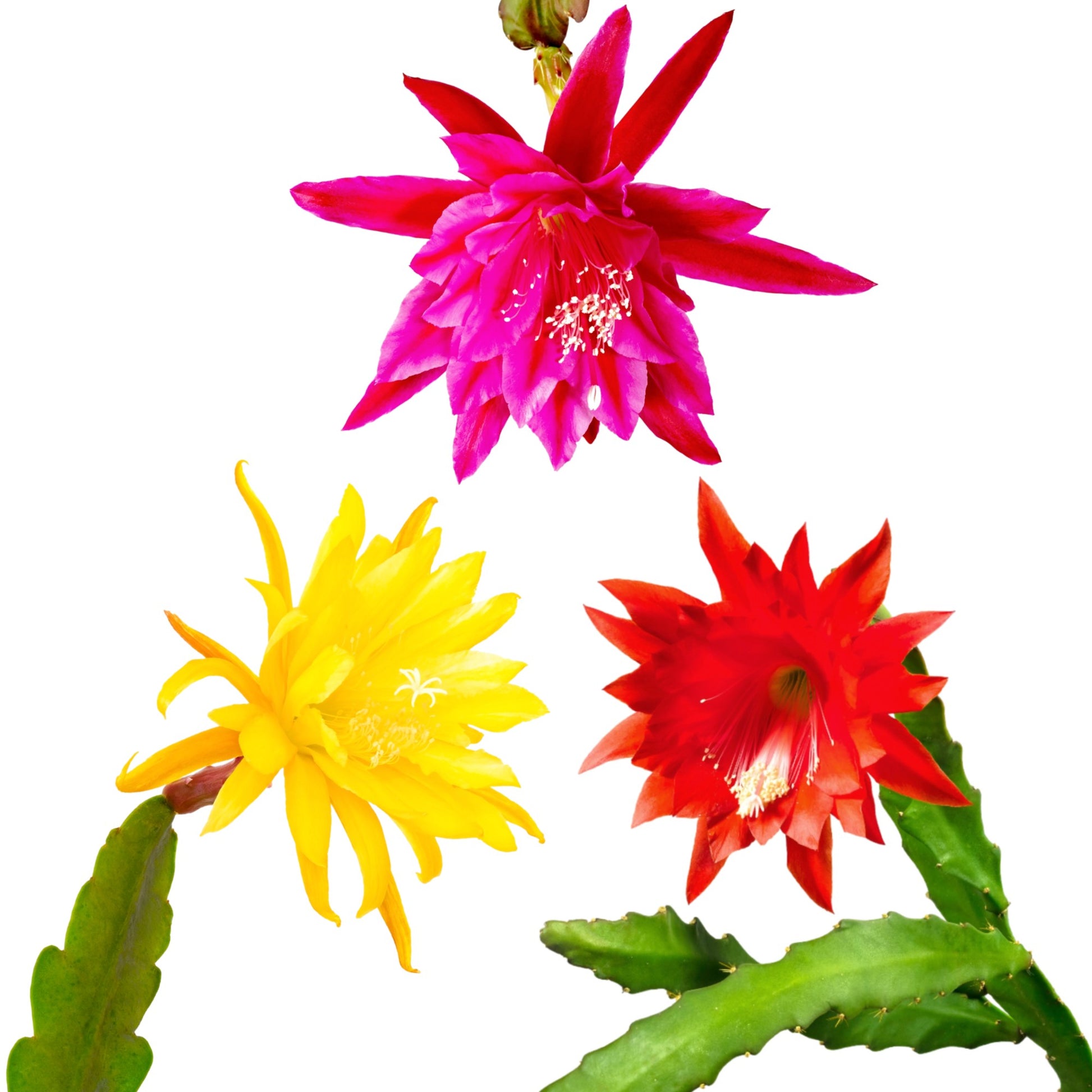 epiphyllum potting mix Epiphyllum hybrids for Sale