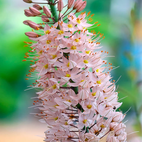 Gorgeous & Vibrant Eremurus Roots for Sale Online – Easy To Grow Bulbs