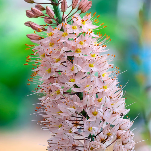 Gorgeous & Vibrant Eremurus Roots for Sale Online – Easy To Grow Bulbs