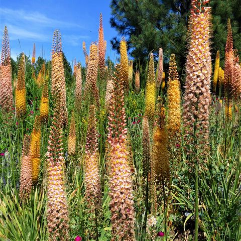 Gorgeous & Vibrant Eremurus Roots for Sale Online – Easy To Grow Bulbs
