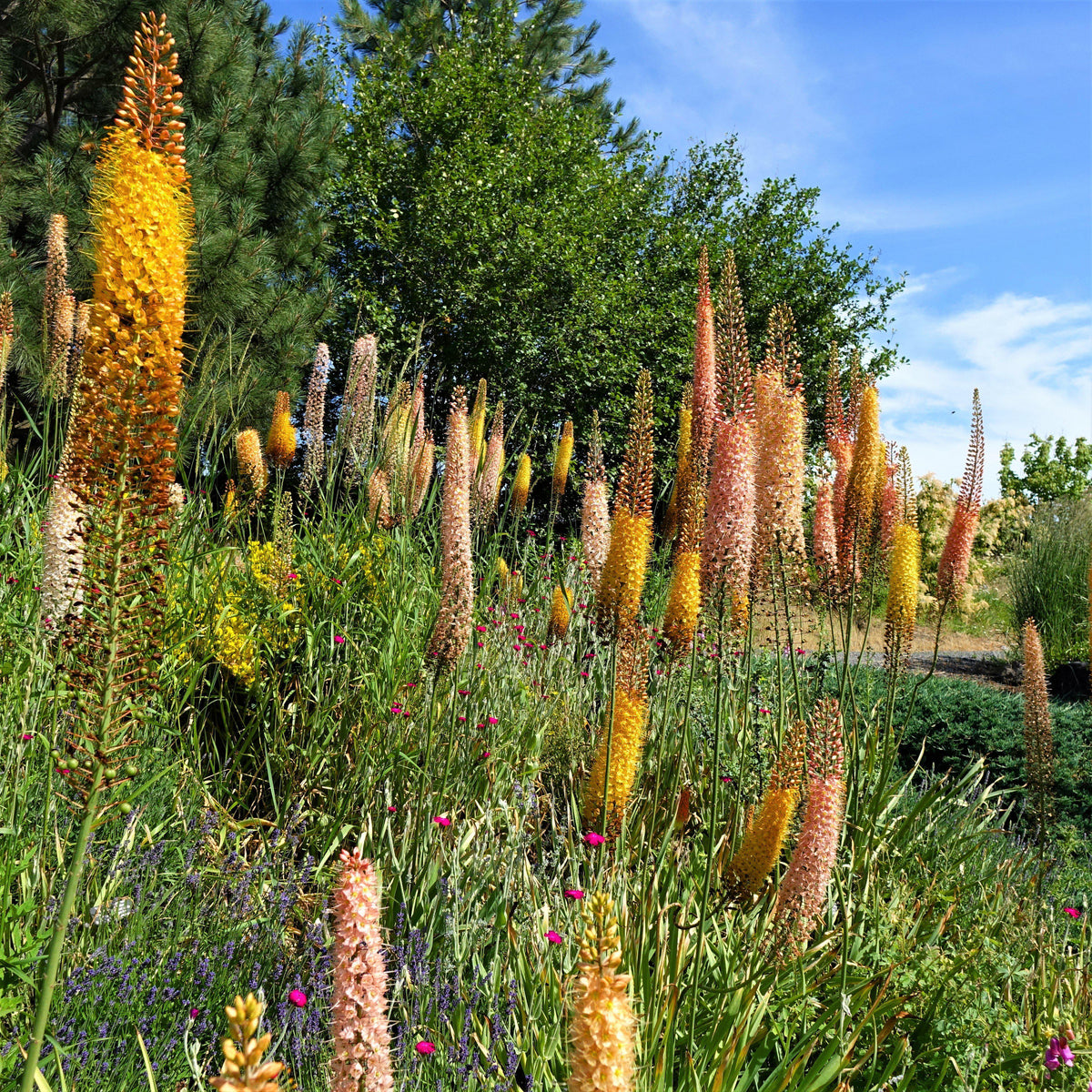 Stunning Mixed Eremurus Roots for Sale | Shelford Hybrid Mix – Easy To ...