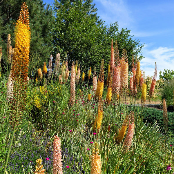 Stunning Mixed Eremurus Roots for Sale | Shelford Hybrid Mix – Easy To ...
