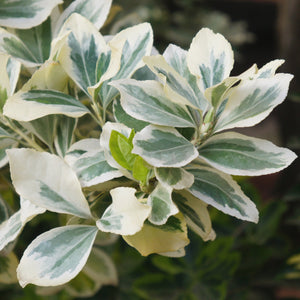 white and green variegated leaves of Dan's Delight