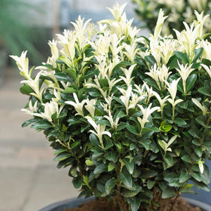 Paloma Blanca features new leaves that are a creamy white