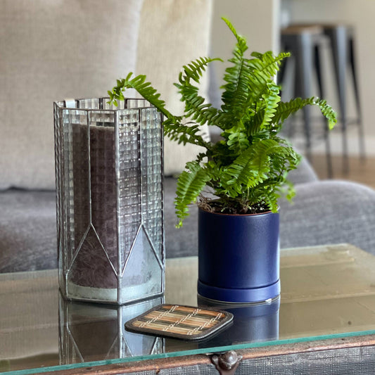 fern jester crown in a blue romey pot