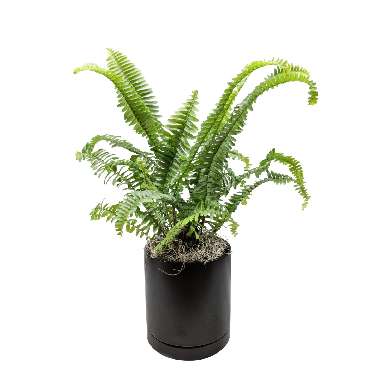 Fern - Boston Houseplant