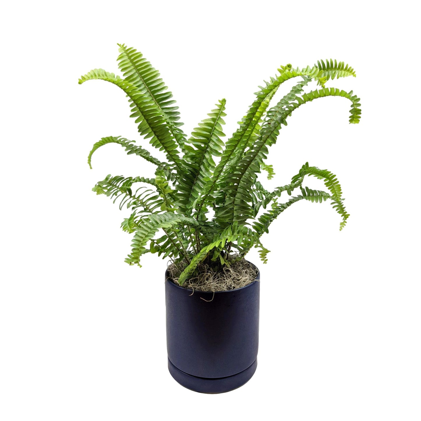 Fern - Boston Houseplant