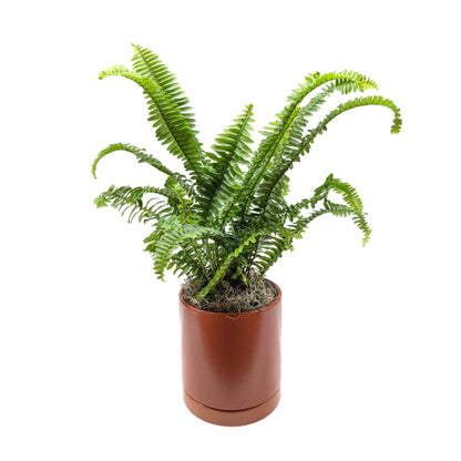 Fern - Boston Houseplant