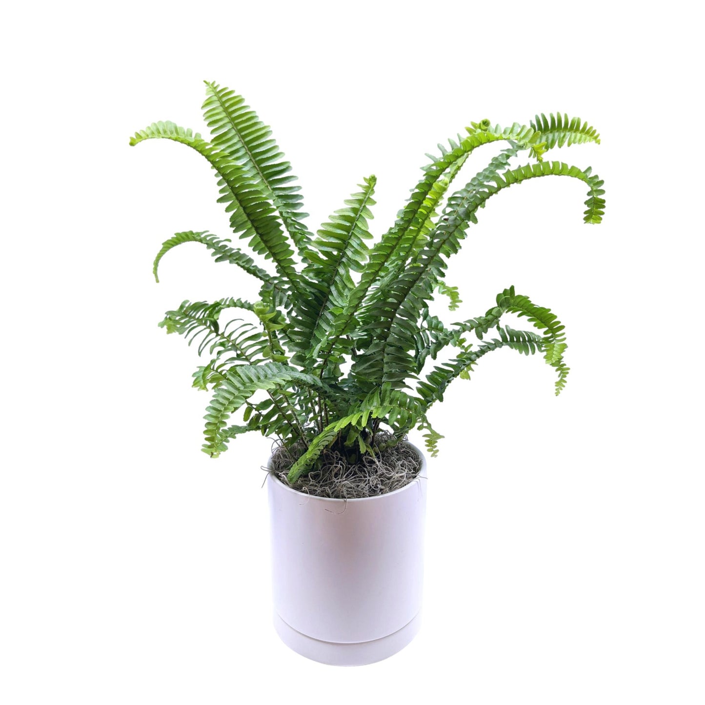 Fern - Boston Houseplant