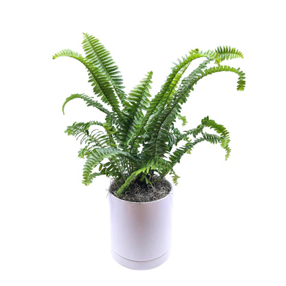 Fern - Boston Houseplant