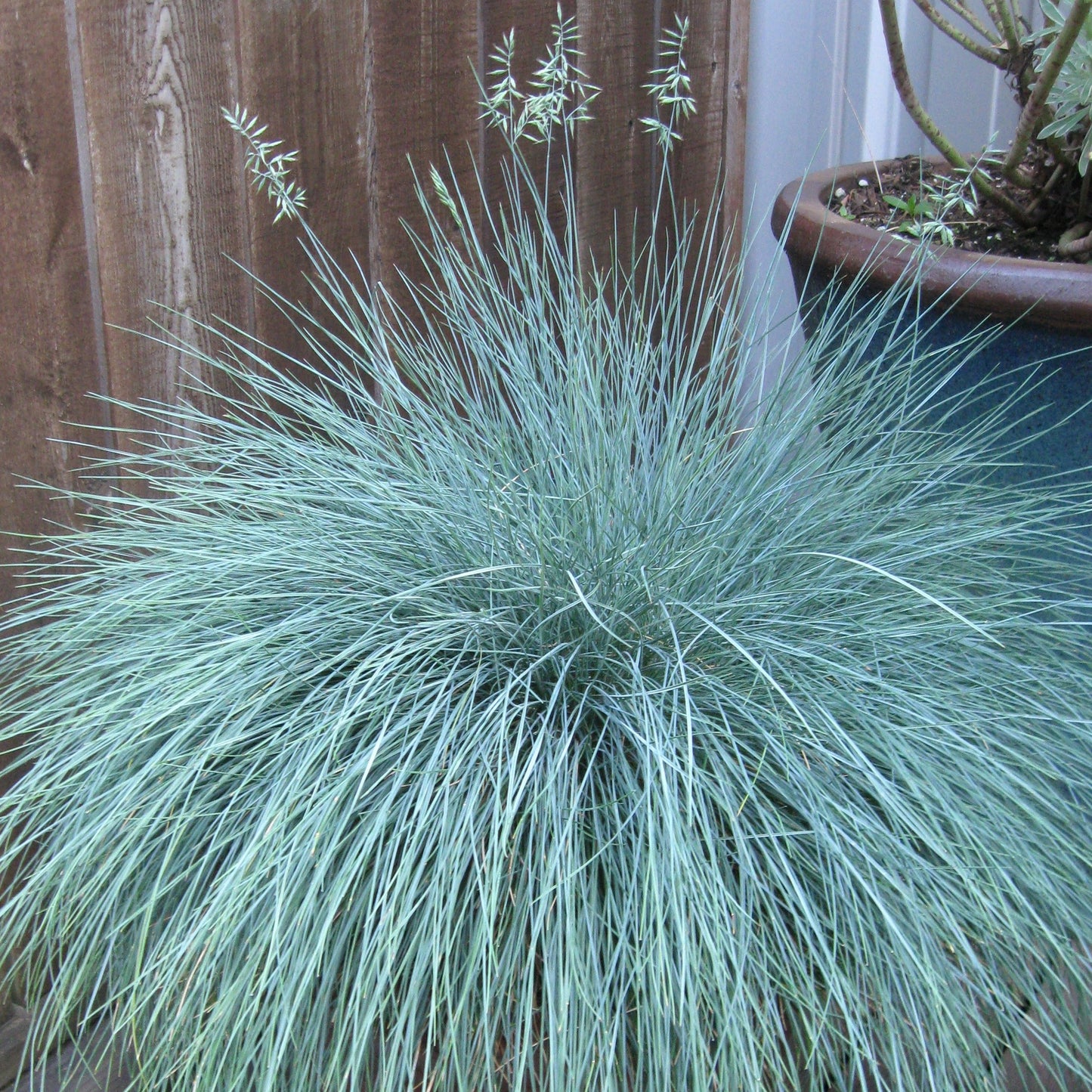 silver-blue fescue grass