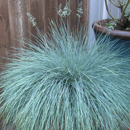 silver-blue fescue grass