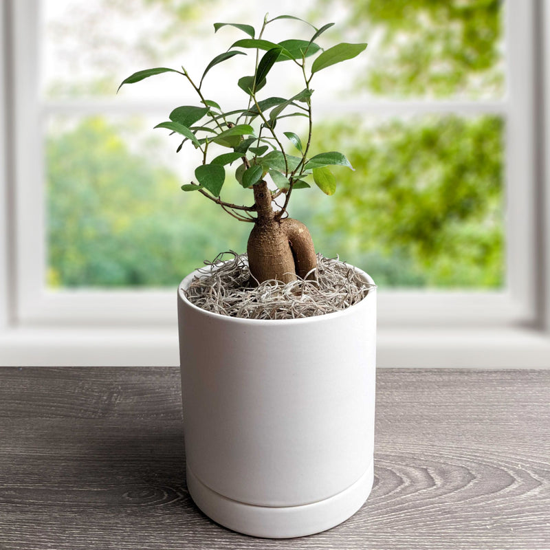 Ficus Ginseng houseplant in a white ceramic pot
