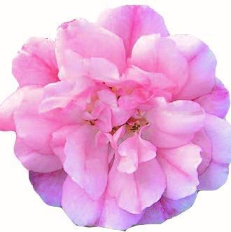Flower Carpet Rose Appleblossom
