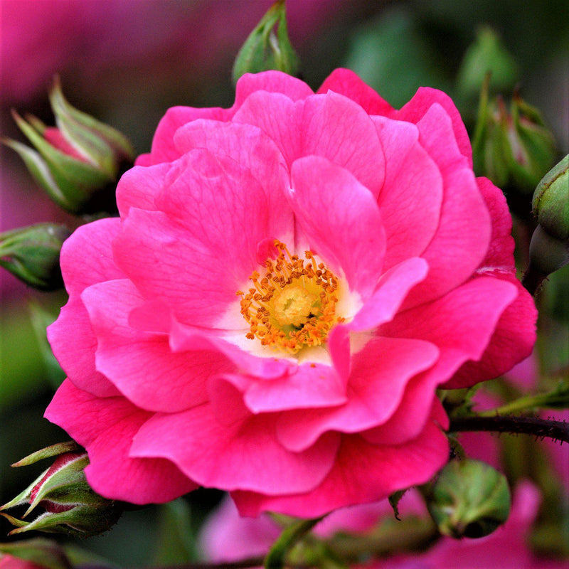 Flower Carpet Rose Pink