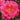 Flower Carpet Rose Pink Supreme