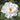 Flower Carpet Rose White