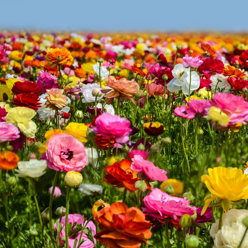 Tecolote Ranunculus Flower Fields Collection