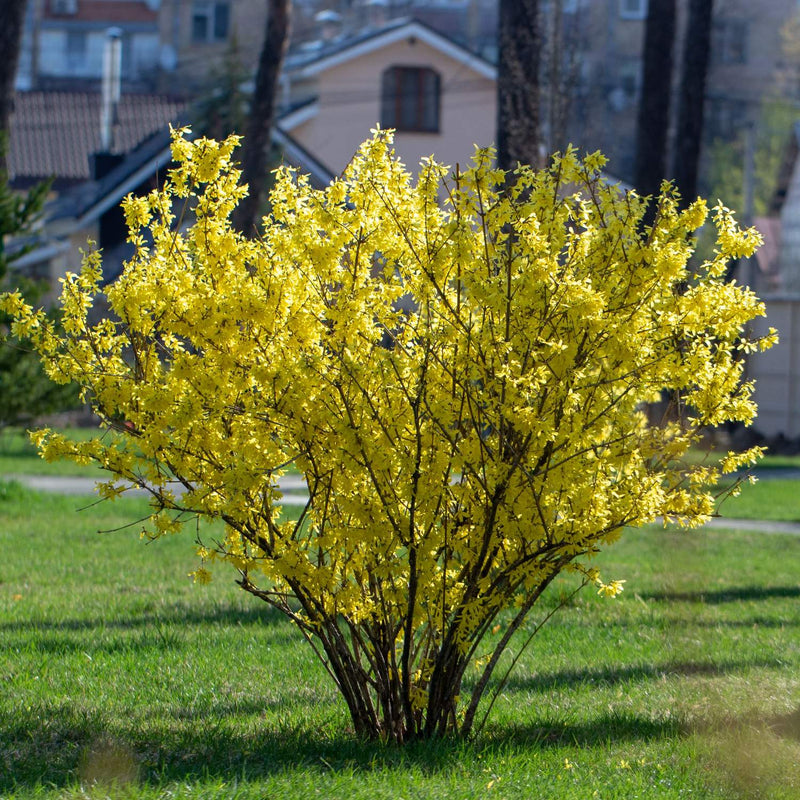 Forsythia bush in bloom covered in yellow flowers