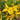 golden yellow Forsythia flowers