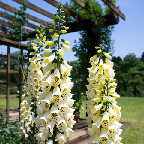 Foxglove Planting Guide - Easy to Grow Bulbs – Easy To Grow Bulbs