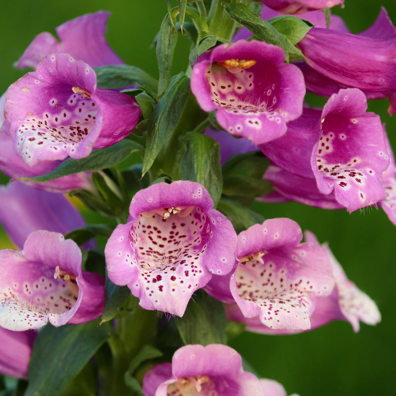 Lavender-Pink blooms of the Foxglove 