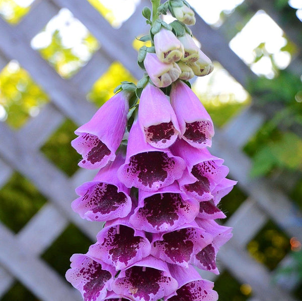 Foxglove Planting Guide - Easy to Grow Bulbs – Easy To Grow Bulbs